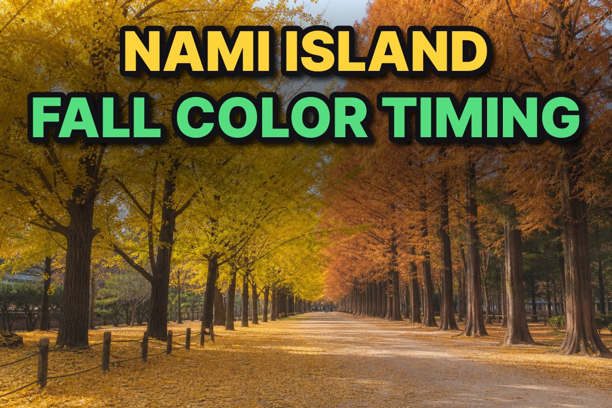 A tree-lined path on Nami Island framed by golden ginkgo leaves and autumn-colored metasequoia trees.