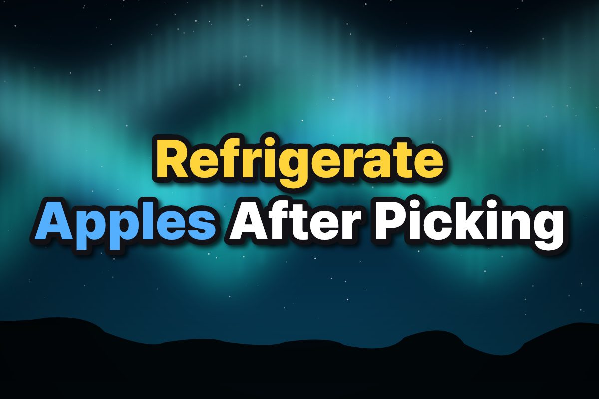 Fresh apples stored safely inside a refrigerator crisper drawer.